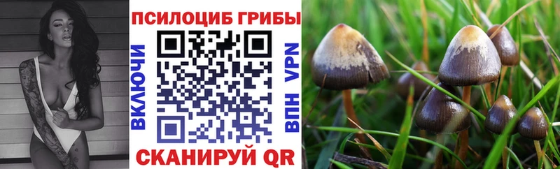 Псилоцибиновые грибы ЛСД  Камень-на-Оби 